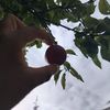 jamilgut