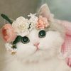 cute.cat243