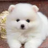 phng.nguyn8261
