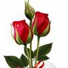 user1480685259984