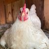 mylovelychicken