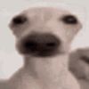 ibstedd
