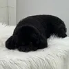 Cục Bông đen xì 🐾