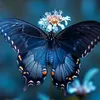 butterfaly12345