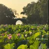 ngocthuy424