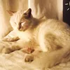niche_nadoll