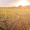 ole.mtb6