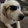 ️