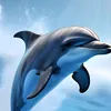 tiktok.comrqchidaqawjaj