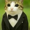 meowl