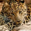 ani_animal_99