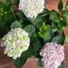 dautay_160612
