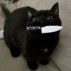 thatcat_withknife