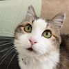 mischa_theseniorcat