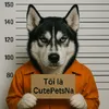 CutePetsNa