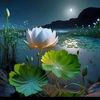 min.chit.oo218