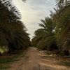reef_alkzama