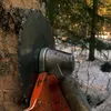 Forest in Finland