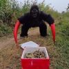 Monster Gorilla 🦍
