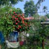 bangki.pacang