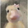 muchomorekx8