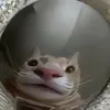 hemulionkiva