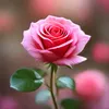 fleurrose