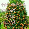 hayat_w22