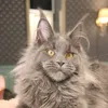 cats.gang1