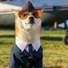 Super Dogs