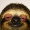 pawfectbuzz