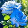 _alenushkafairy2911_