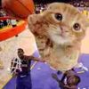 fat_cats_are_cute123