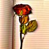 israfil.romero13