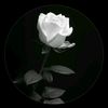 user5855165325224