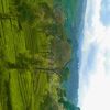 irish_bersamamu