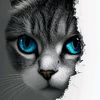 sami.arslan06