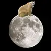 moonbearr_grg