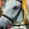 le.cheval.sr.du.ti