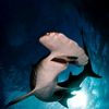 hammerhead195