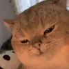 meobietmuaraz