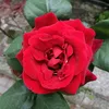 sopraleparti