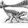 radialdono156