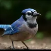 kevin_c129