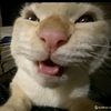 whooo_zzzz