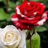 ilyasafridi313