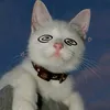 emzi_v4mp