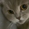 meoowiela
