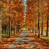 shah_jee388