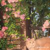 sumu_s_ahmed